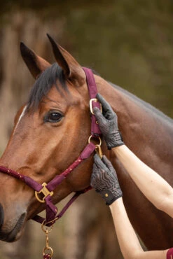 Horze Elenor Damen Mesh Reithandschuhe 29 Horze Elenor Damen Mesh Reithandschuhe -MOUNTAIN HORSE || Ariat || Pikeur Verkäufe 31748 753 07